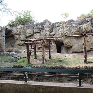Rotational Exhibit - American Black Bear/Andean Bear