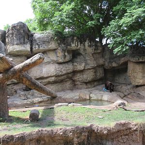 Rotational Exhibit - American Black Bear/Andean Bear