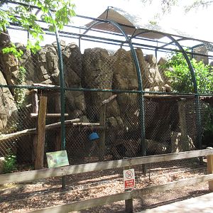 Amur Leopard Exhibit