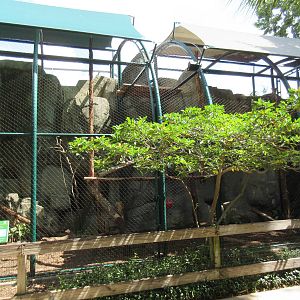 Clouded Leopard Exhibit
