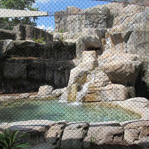 Jaguar Exhibit Pool