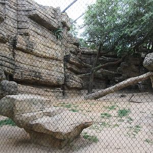 Cougar Exhibit