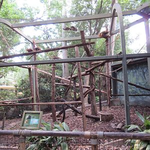 World of Primates - Black Howler Monkey Exhibit