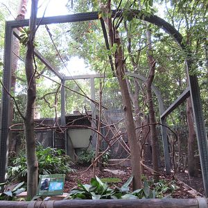 World of Primates - Goeldi's Monkey Exhibit