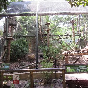 World of Primates - Coquerel's Sifaka/Radiated Tortoise Exhibit