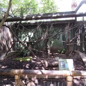 World of Primates - Pied Tamarin Exhibit