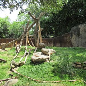 World of Primates - Patas Monkey Exhibit