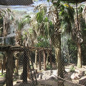 World of Primates - Mandrill Exhibit