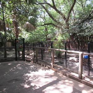 World of Primates - Babirusa Exhibit