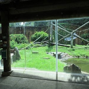 World of Primates - Orangutan Exhibit