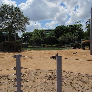 Asian Elephant Exhibit #1