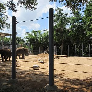 Asian Elephant Exhibit #2