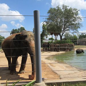 Asian Elephant Exhibit #1