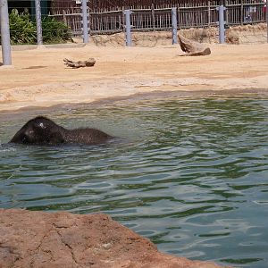 Asian Elephant Exhibit #1 - Snorkelling Baby Elephant