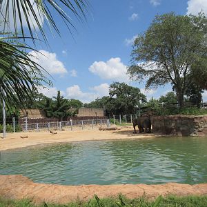 Asian Elephant Exhibit #1 - Huge Pool