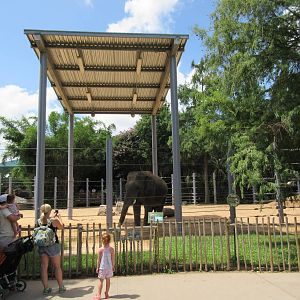 Asian Elephant Exhibit #2