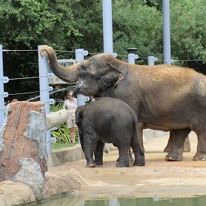 Asian Elephant Exhibit #1 - Hose Drinkin' Time!