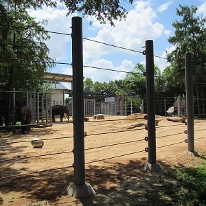 Asian Elephant Exhibit #2