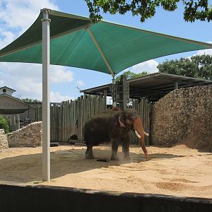 Asian Elephant Exhibit #3