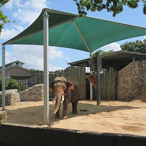 Asian Elephant Exhibit #3