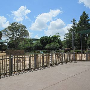 Asian Elephant Exhibit #1