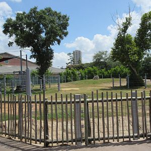 Asian Elephant Exhibit #1
