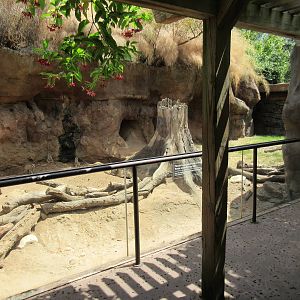 Meerkat Exhibit
