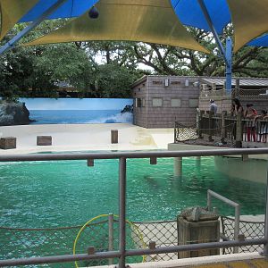 California Sea Lion Exhibit