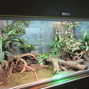 Reptile House - Green Anaconda Exhibit