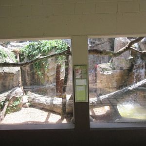 Crocodile Monitor Exhibit