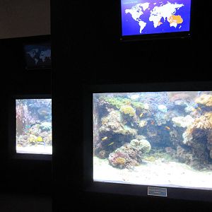 Aquarium - example of staggered tanks