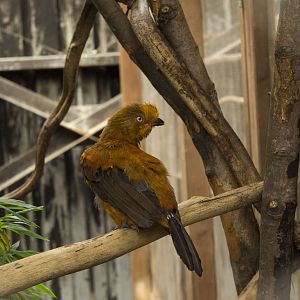 Andean cock-of-the-rock
