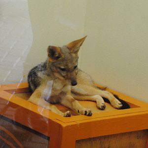 Columbus Zoo 2015 - Black-Backed Jackal Pup