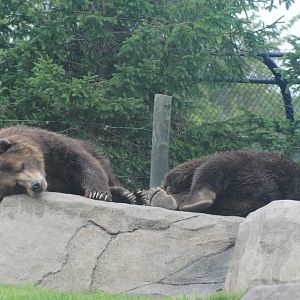Columbus Zoo 2015 - Buckeye & Brutus