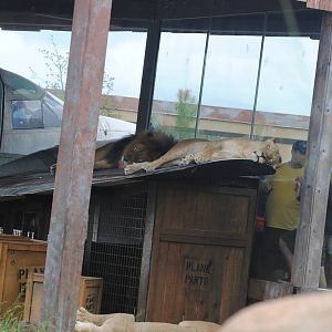 Columbus Zoo 2015 - African Lions