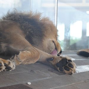 Columbus Zoo 2015 - Tomo