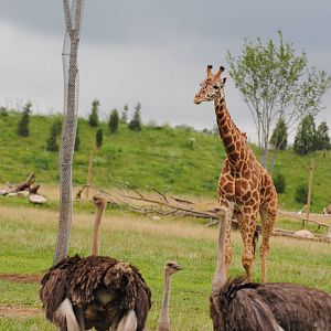 Columbus Zoo 2015 - Savanna