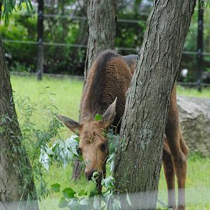 Columbus Zoo 2015 - Ojibwe