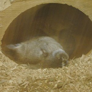 Columbus Zoo 2015 - Glenn