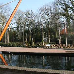 Ring-tailed lemur exhibit