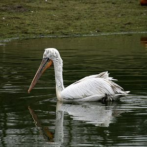 Dalmatian pelican