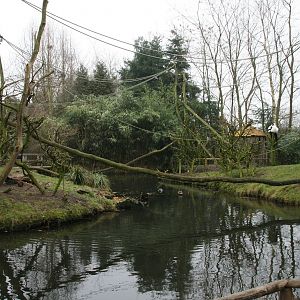 Black and white ruffed lemur islands