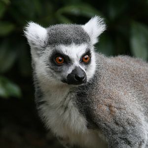 Ringed-tailed lemur