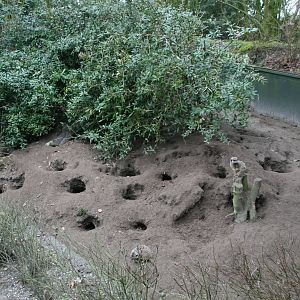 Meerkat exhibit