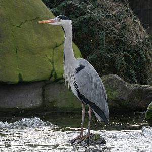 Grey heron