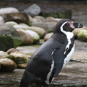 Humboldt Penguin