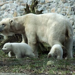 polar bear with cubs