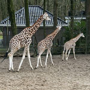 Rothschild's giraffes