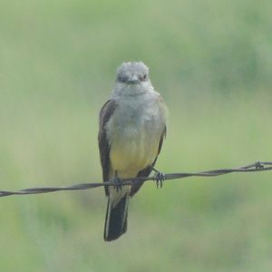 western kingbird