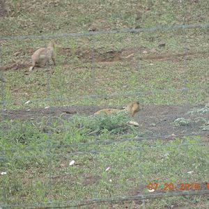 black tailed prairie dog